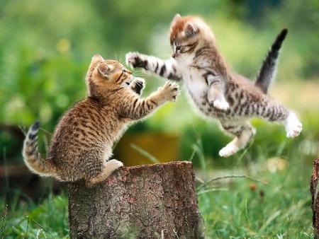 ils se sont crus ds tigre et dragons! lol